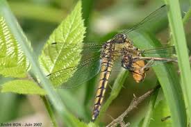 Attēlu rezultāti vaicājumam “Orthetrum cancellatum”