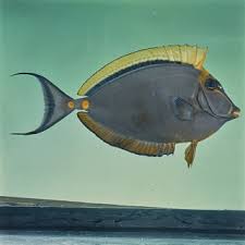 Image result for Naso lituratus