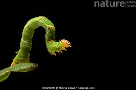 Attēlu rezultāti vaicājumam “Cyclophora punctaria”