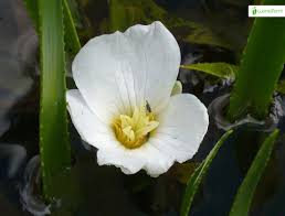 Attēlu rezultāti vaicājumam “Stratiotes aloides flower”