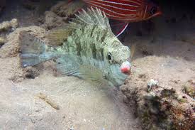 Image result for Siganus rivulatus