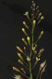 Attēlu rezultāti vaicājumam “Gymnocladus dioicus flower”