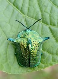 Attēlu rezultāti vaicājumam “Chrysomelidae”