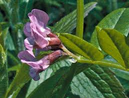 Attēlu rezultāti vaicājumam “Vicia sepium leaf”