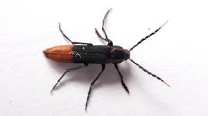 Attēlu rezultāti vaicājumam “Melandryidae”