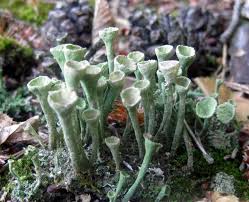 Attēlu rezultāti vaicājumam “Cladonia fimbriata”