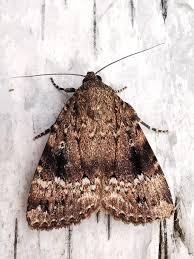 Attēlu rezultāti vaicājumam “Amphipyra pyramidea”