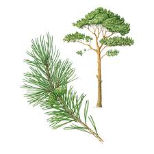 Attēlu rezultāti vaicājumam “Pinus sylvestris”