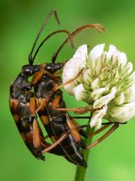 Attēlu rezultāti vaicājumam “Strangalia attenuata”