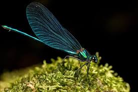 Attēlu rezultāti vaicājumam “Calopteryx virgo male”