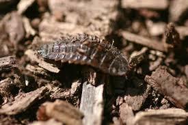 Attēlu rezultāti vaicājumam “Anthrenus sp. larva”