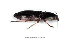 Attēlu rezultāti vaicājumam “Selatosomus aeneus”