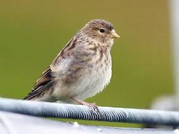 Image result for twite photo