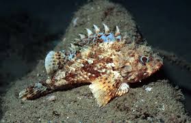 Image result for Scorpaena porcus