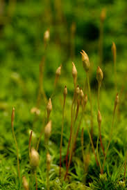 Attēlu rezultāti vaicājumam “Polytrichum commune sporophyte”