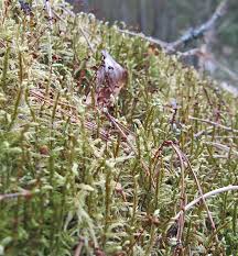 Attēlu rezultāti vaicājumam “Pleurozium schreberi sporophyte”