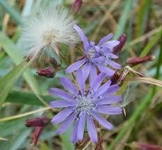 Attēlu rezultāti vaicājumam “Lactuca tatarica bud”