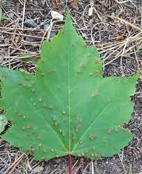 Attēlu rezultāti vaicājumam “Vasates quadripedes”