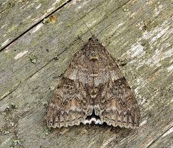 Attēlu rezultāti vaicājumam “Catocala nupta”