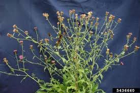 Attēlu rezultāti vaicājumam “Centaurea jacea bud”