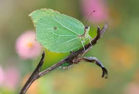 Attēlu rezultāti vaicājumam “Gonepteryx rhamni”