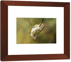 Attēlu rezultāti vaicājumam “Regulus regulus adult”