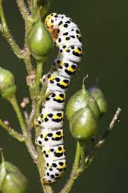 Attēlu rezultāti vaicājumam “Shargacucullia scrophulariae larva”
