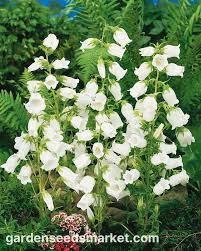 Image result for Marienglockenblumen