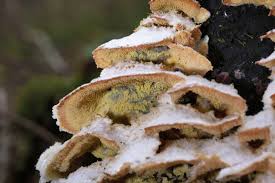 Attēlu rezultāti vaicājumam “Phlebia tremellosa”