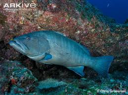 Image result for Mycteroperca olfax