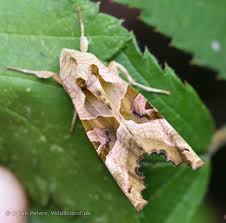 Attēlu rezultāti vaicājumam “Phlogophora meticulosa”