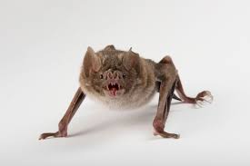 Image result for Vampire Batters