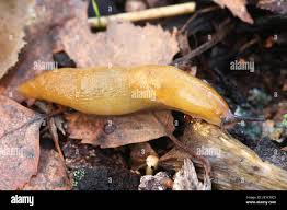 Attēlu rezultāti vaicājumam “Malacolimax tenellus”