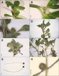 Attēlu rezultāti vaicājumam “Callitriche cophocarpa leaf”