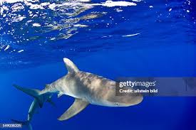 Image result for Carcharhinus galapagensis
