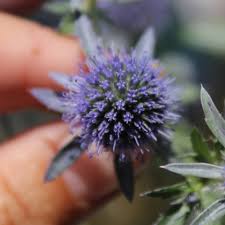 Image result for Edeldistel