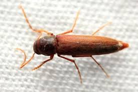 Attēlu rezultāti vaicājumam “Xylita laevigata”