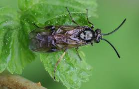 Attēlu rezultāti vaicājumam “Arge ustulata”