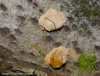 Attēlu rezultāti vaicājumam “Fuligo luteonitens”