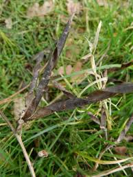 Attēlu rezultāti vaicājumam “Lathyrus latifolius bud”