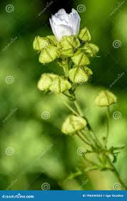 Attēlu rezultāti vaicājumam “Malva moschata bud”