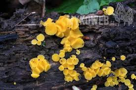 Attēlu rezultāti vaicājumam “Hymenoscyphus sp.”