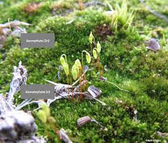 Attēlu rezultāti vaicājumam “Leptodictyum riparium sporophyte”