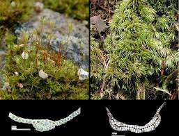 Attēlu rezultāti vaicājumam “Dicranella staphylina cells”