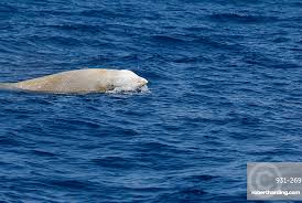 Image result for Ziphius cavirostris