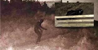 Image result for cat man