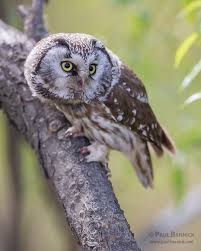 Image result for Aegolius funereus