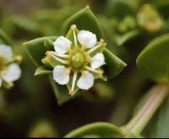 Attēlu rezultāti vaicājumam “Honckenya peploides flower”
