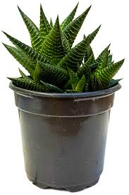 Image result for Haworthia