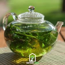 Image result for Dracocephalum moldavicum